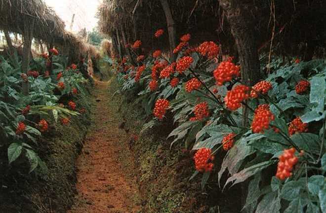 Đắt ngang đá quý, vì sao sâm Mỹ vẫn được lùng mua ở châu Á?