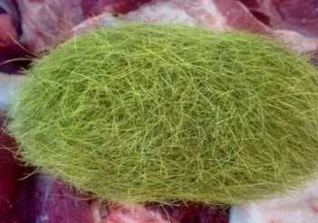 Người Trung Quốc lùng mua cát lợn giá 36 triệu đồng/gram