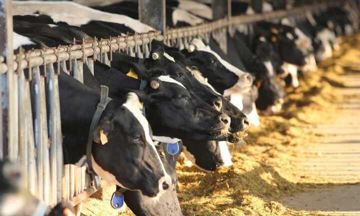 Hiếm có ở Việt Nam: Thị trấn 600 tỷ phú, lái ôtô dạo thăm bò