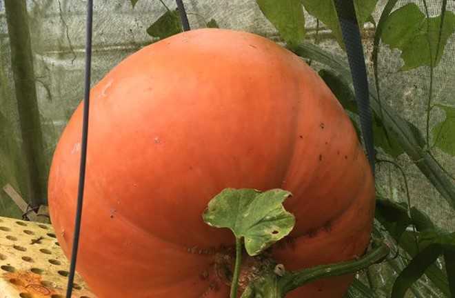 Vào 'mùa Halloween, khách tranh nhau mua bí ngô khổng lồ, 5 triệu đồng/quả