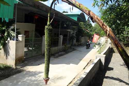 Buồng chuối hàng trăm nải vẫn ra hoa chi chít