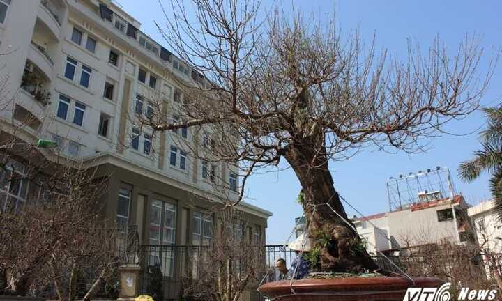 Đào rừng ‘Long chầu mặt nguyệt’ đắt nhất miền Bắc, giá 180 triệu đồng