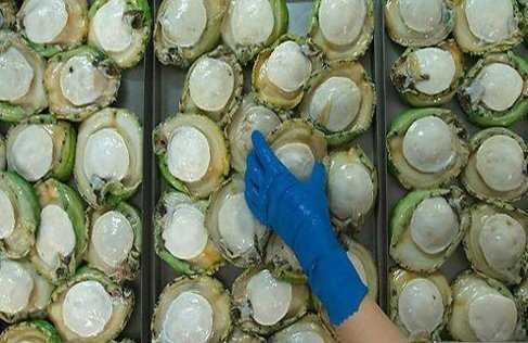 Bào ngư Úc 9 triệu/kg: Đại gia Việt mua dưỡng sức chơi Tết