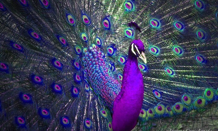 'Săn' những loài gà, chim độc lạ giá chát gây sốt năm 2016