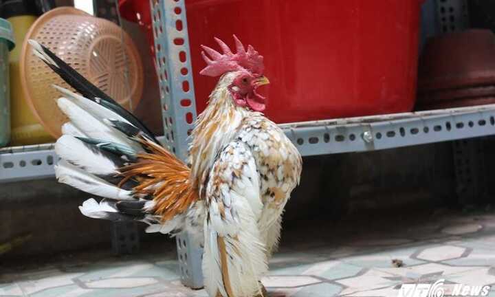 Cận cảnh gà quý tộc nghìn đô chơi Tết