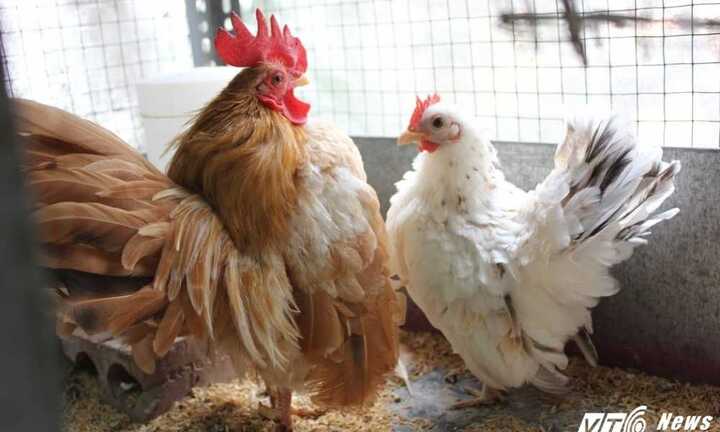 Khám phá ‘trang trại gà quý tộc’ nghìn đô chơi Tết Đinh Dậu