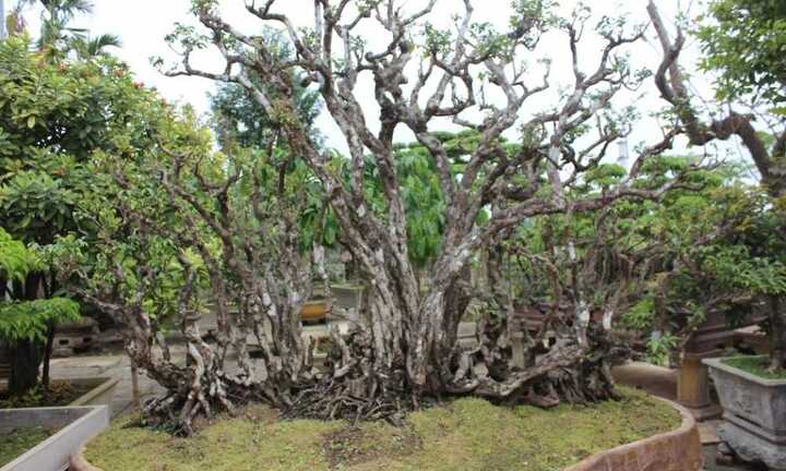 Cây khế 300 tuổi giá 1 tỷ đồng ở Hà Nội