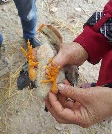 Đại gia Việt bạo tay chi 40 triệu đồng mua gà 9 cựa chơi Tết