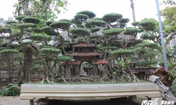 Lộ diện loạt bonsai trăm triệu đồng chơi Tết