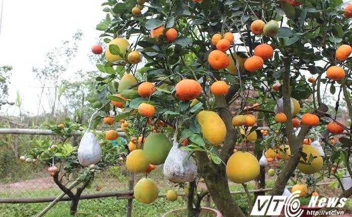 10 triệu đồng cho gốc cây ‘kỳ dị’ ‘đẻ’ 10 quả ở Hà Nội