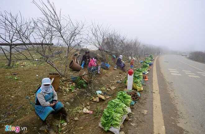 Đào rừng Sơn La giá chát bắt đầu về chợ Tết miền xuôi