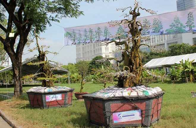 Cặp khế kiểng giá 12 tỷ tại chợ hoa Sài Gòn