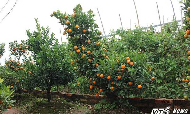 Trồng quất Bonsai lời gấp 10 lần quất cảnh