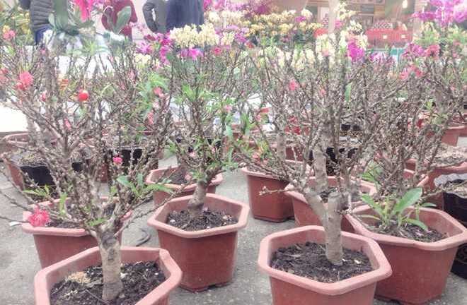 Xấu mã, giá chát, đào thất thốn bị khách hàng quay lưng