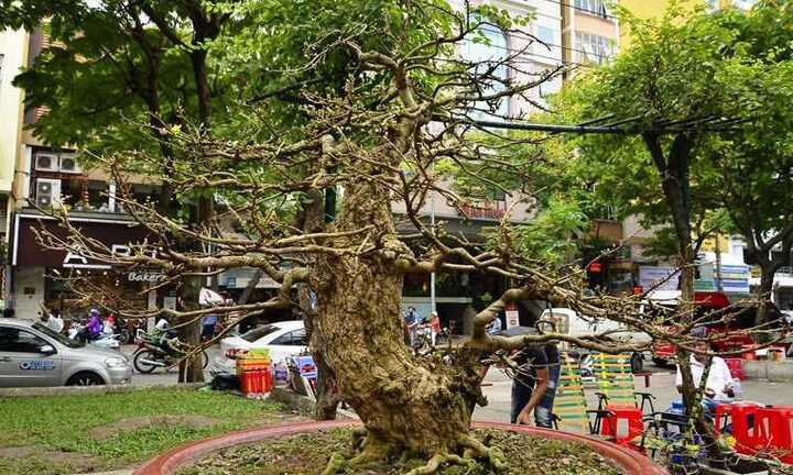 Cây mai vàng 200 tuổi 'hét giá' 2,7 tỷ ở chợ hoa Sài Gòn