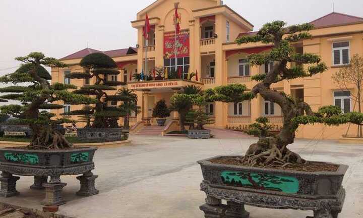 Choáng váng 2 cây sanh cổ 800 tuổi được 'ngã giá' bằng cả con đường