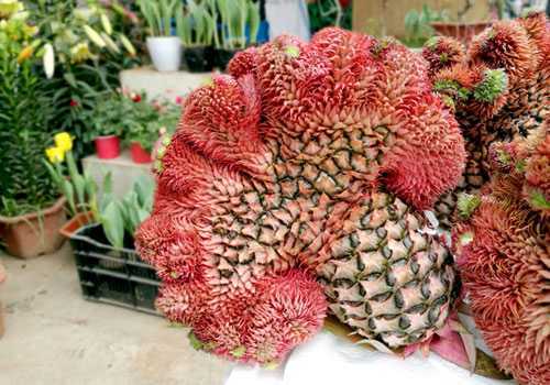 Nửa triệu đồng một trái dứa mào gà trưng Tết