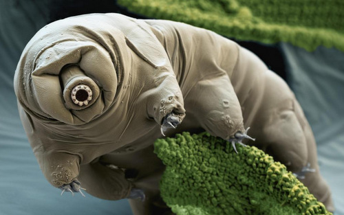 Bí quyết sinh tồn của loài vật bất tử duy nhất