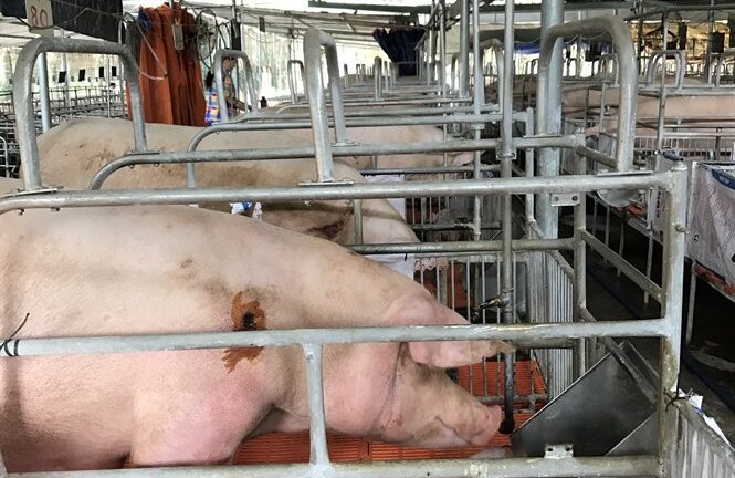 Người nuôi heo giống phải bán 1 tặng 1