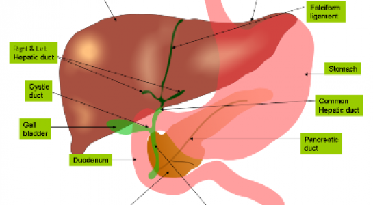 Bất ngờ gan thay đổi kích thước trong một ngày đêm