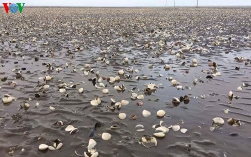 Hải sản chết hàng loạt ở Kiên Giang: Nghi nguồn nước có chứa độc tố