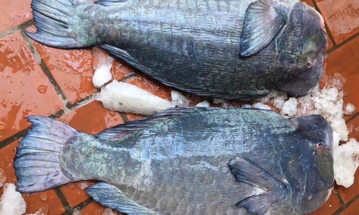 Cá mó gù khổng lồ giá bạc triệu: Dân Hà thành góp tiền ăn chung