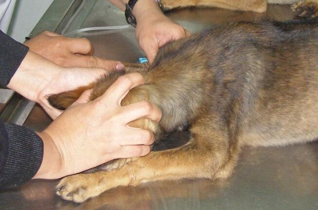 Hai trường hợp tử vong do chó dại cắn ở Hà Nội