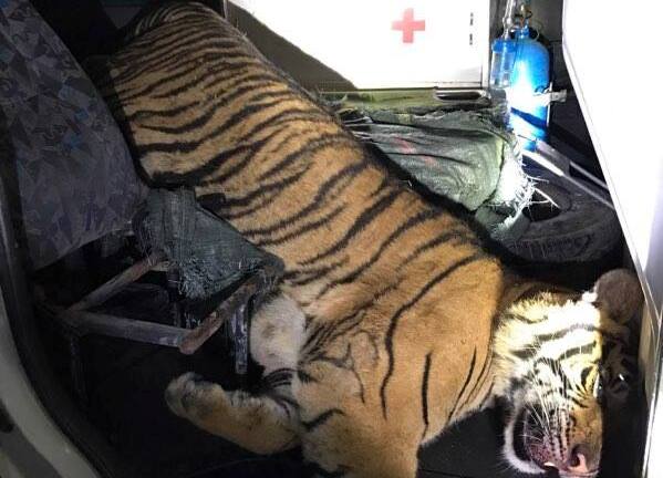 Dùng xe cứu thương chở hổ đông lạnh đi tiêu thụ vẫn không thoát