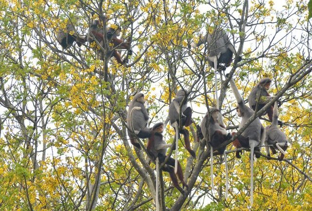 Quy hoạch Du lịch Sơn Trà: Không còn chỉ là quy hoạch hay du lịch