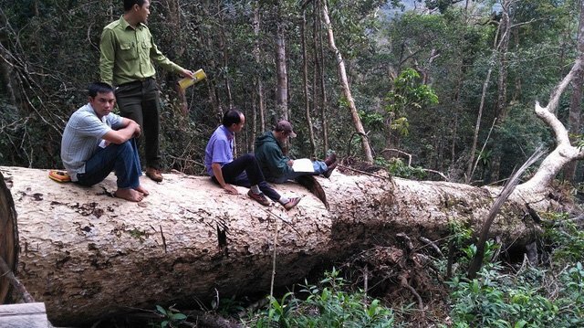 Được thuê vận chuyển gỗ tang vật, tài xế chở 'nhầm' gỗ của... lâm tặc