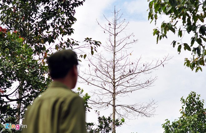 Hàng trăm cây gỗ bị đổ thuốc độc đến chết tại Đồng Nai: Xử lý nghiêm những người liên quan