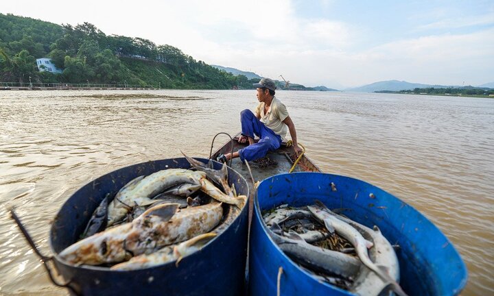 Thủy điện Hòa Bình xả lũ, dân khóc ròng vì hàng chục tấn cá tầm chết sát ngày thu hoạch