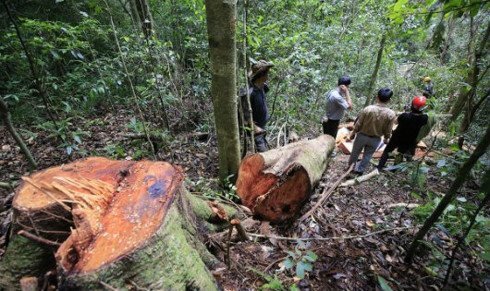 Bị phát hiện, lâm tặc rút dao chém kiểm lâm viên trọng thương