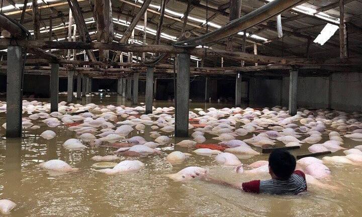 Nước vẫn ngập sâu, hàng nghìn con lợn chết ở Thanh Hóa chưa được xử lý