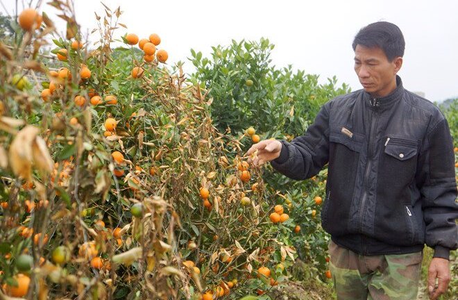 Kẻ dùng thuốc diệt cỏ phá vườn quất Tết của hàng xóm lĩnh 30 tháng tù