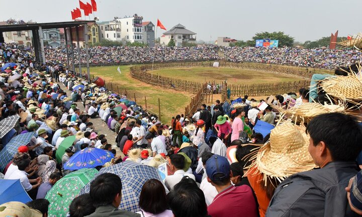 Công đức 300 nghìn đồng mới được vào xem chọi trâu Hải Lựu