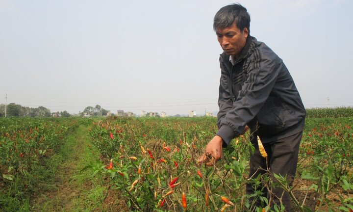 Phẫn uất nhìn hàng nghìn mét vuông ớt sắp đến kỳ thu hoạch bỗng chết cháy