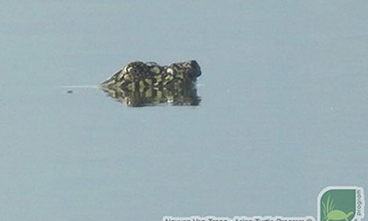 Rùa quý hiếm nhất thế giới nổi ở hồ Đồng Mô