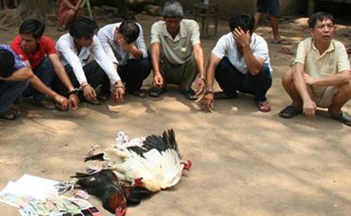 Triệt phá tụ điểm đá gà ăn tiền ở miền Tây