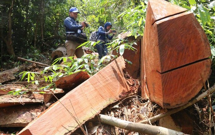 Cận cảnh rừng lim cổ thụ bị chặt phá không thương tiếc ở Quảng Nam