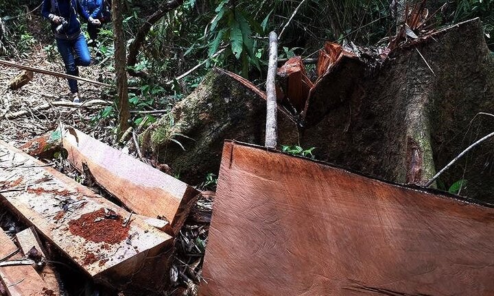 'Lâm tặc' thảm sát rừng Quảng Nam: Đề nghị cán bộ kiểm lâm nghỉ hưu sớm nếu không đủ năng lực