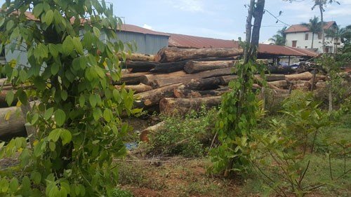 Hai xe gỗ lậu của Phượng 'râu' đi qua hàng loạt trạm kiểm soát thế nào?