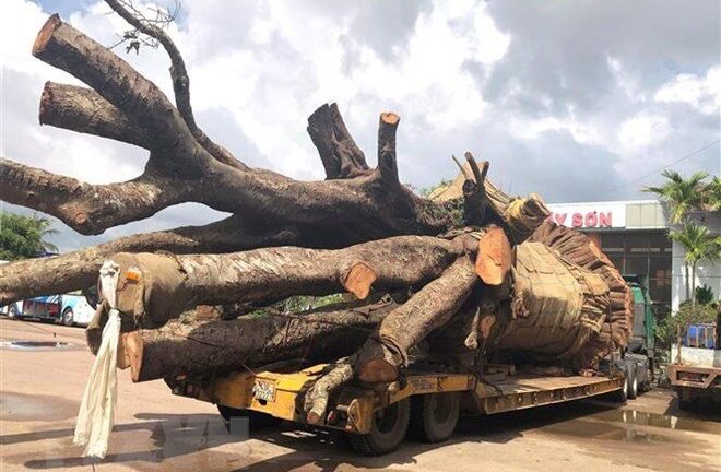 Xử phạt vụ xe đầu kéo chở cây 'quái thú' vi vu trên quốc lộ ở Bình Định