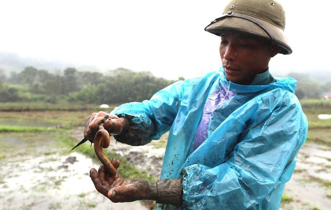 Ảnh: Nông dân lội bùn bắt lươn trong giá lạnh ngày cuối năm