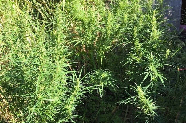 Truy bắt người phụ nữ trồng cần sa trong rẫy cà phê ở Lâm Đồng