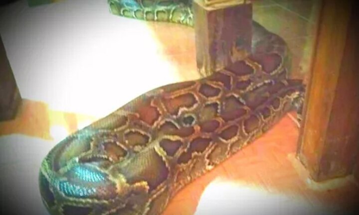 Kỳ lạ trăn 'khủng' được thả phóng sinh không chịu lên núi, quay lại chùa ở An Giang