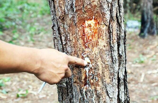 Dùng hóa chất đầu độc rừng thông ở Tây Nguyên: Bắt 3 người liên quan