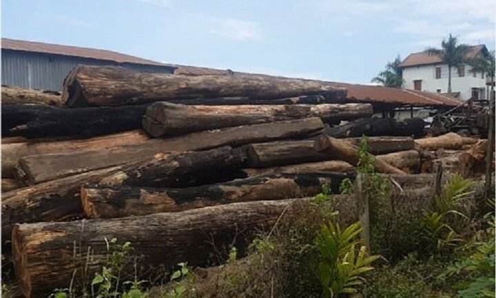 Nhiều kiểm lâm, bảo vệ rừng bảo kê trùm gỗ lậu Phượng 'râu'