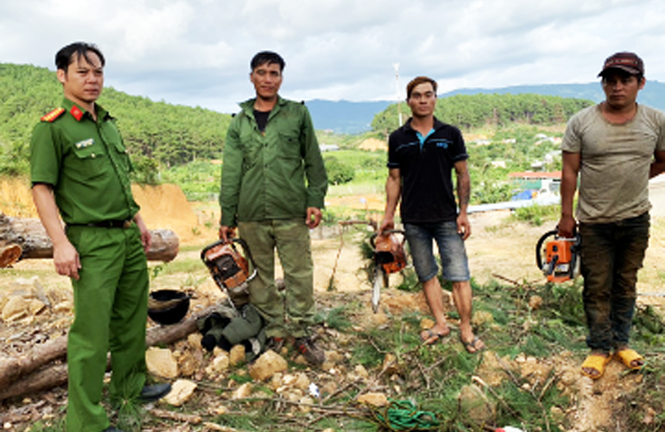 Vây bắt nhóm lâm tặc triệt hạ rừng thông rồi đốt gốc phi tang giữa ban ngày