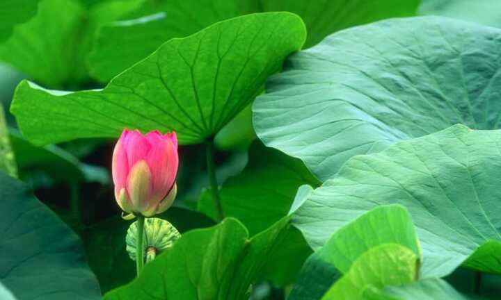 Cây hoa sen, 'tiên dược' tuyệt vời nhiều người bỏ lỡ